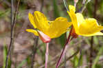 Narrowleaf evening-primrose